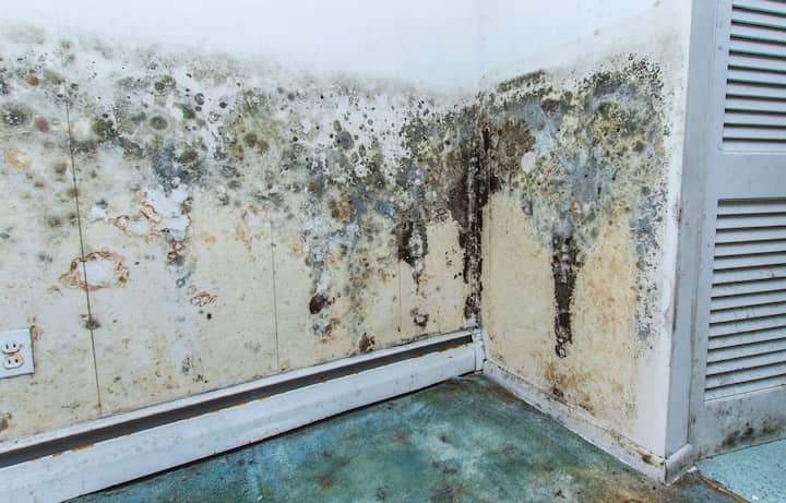 mold infestation removal